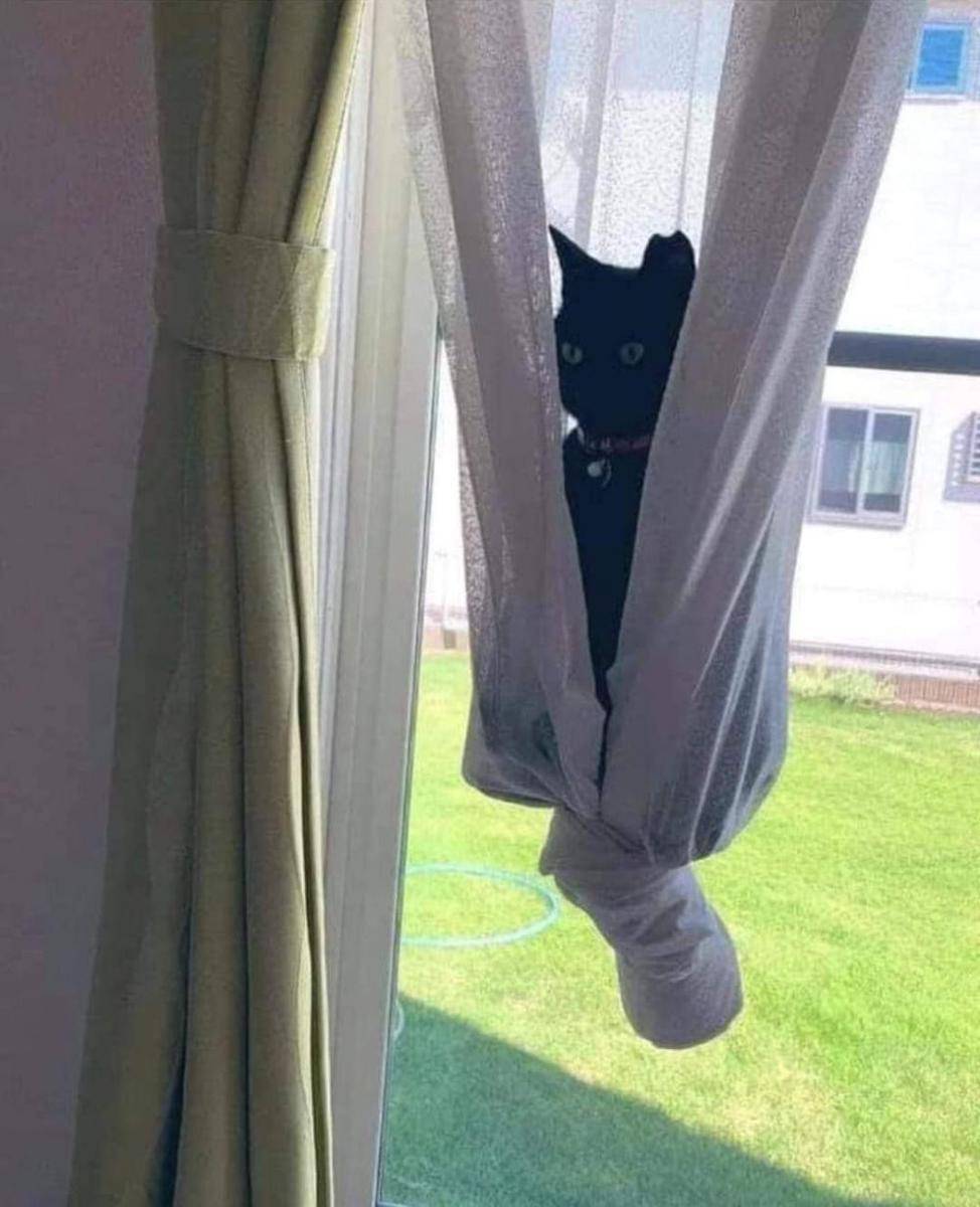 Kucing mode spidercat (via twitter.com/MeowTv_)