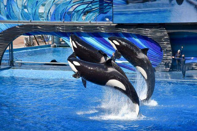 gambar beberapa ekor paus orca di kolam renang (unsplash.com/Leslie Driskill)