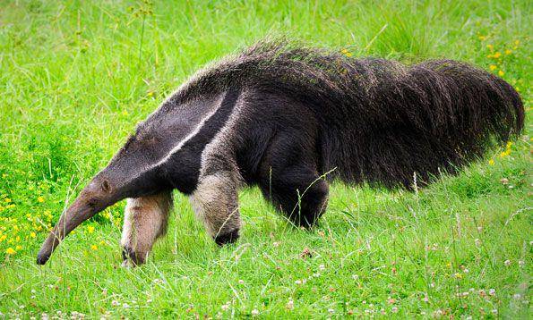 ilustrasi giant anteater (sfzoo.org)