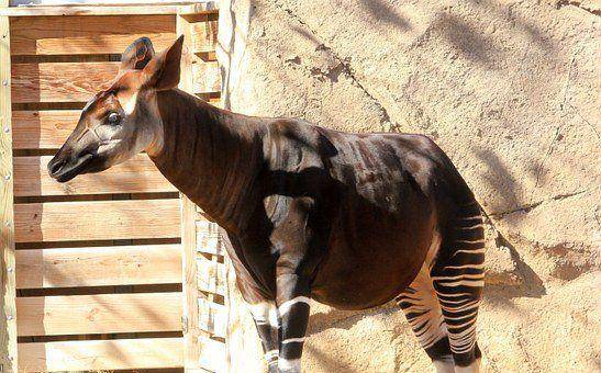 ilustrasi okapi (pixabay.com)