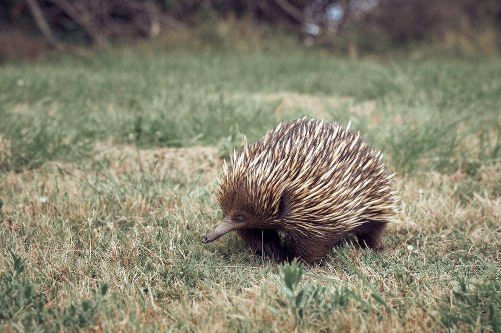 ilustrasi echidnas (pexels.com/Gilberto Olimpio)