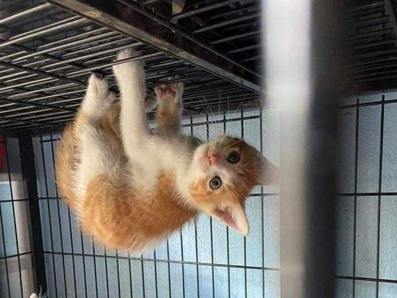 Kucing mode spidercat (via twitter.com/TranslatedCats)
