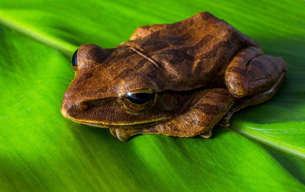 ilustrasi katak (unsplash.com/Pixabay)