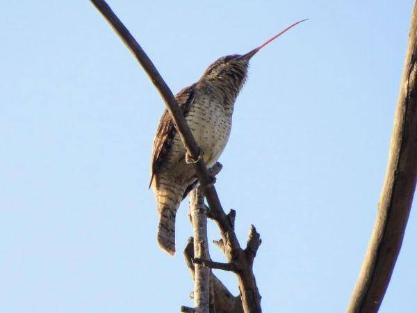 ilustrasi burung wryneck (zoollery.com)