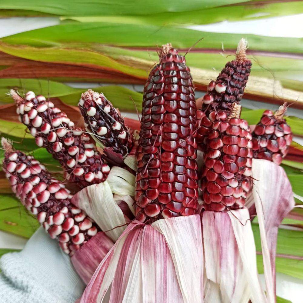 ilustrasi jagung pulut (instagram.com/mamari.berkebun)