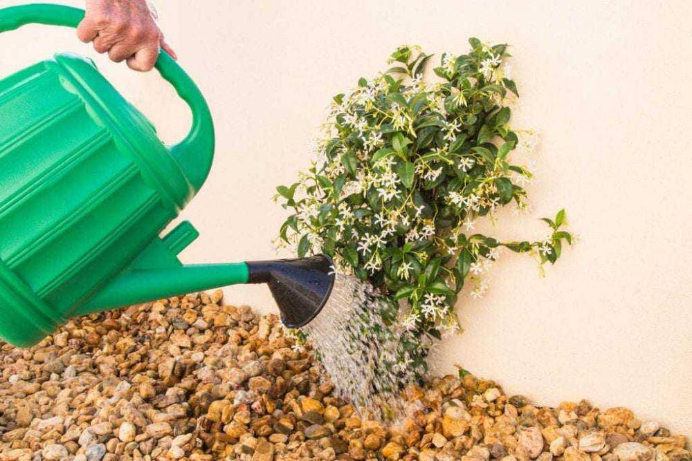 ilustrasi menyiram tanaman melati (gardeningknowhow.com/CBCK-Christine)