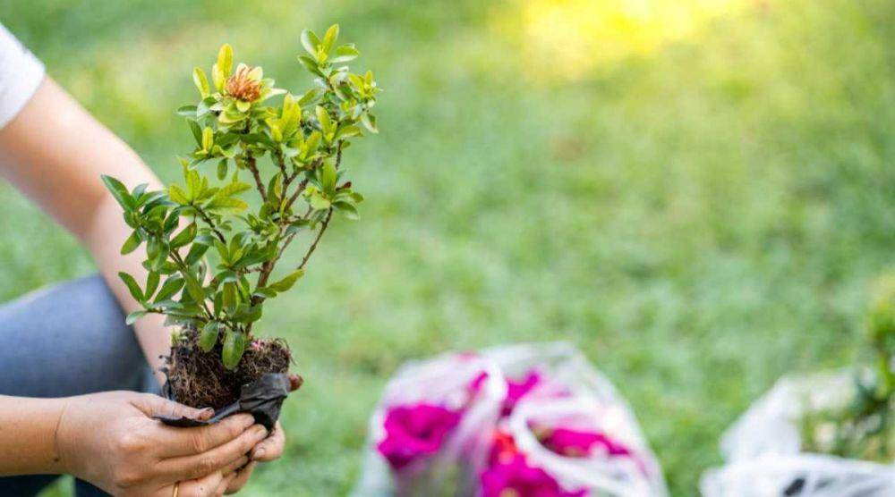 ilustrasi menanam west Indian jasmine(allaboutgardening.com)