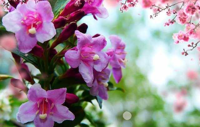 ilustrasi jasminum polyanthum (pixabay.com/krzysztofniewoln)