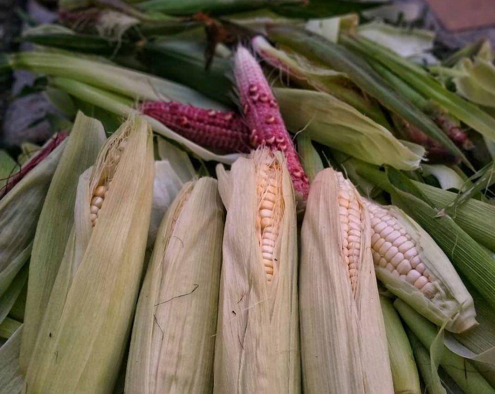 ilustrasi jagung pulut (instagram.com/kebuncandi)