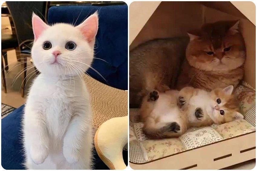 10 Potret Kucing Tampil Menggemaskan di Kamera, Bisa Pose Juga!