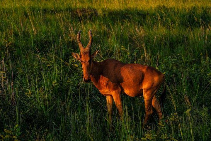 Hartebeest (freepik.com)