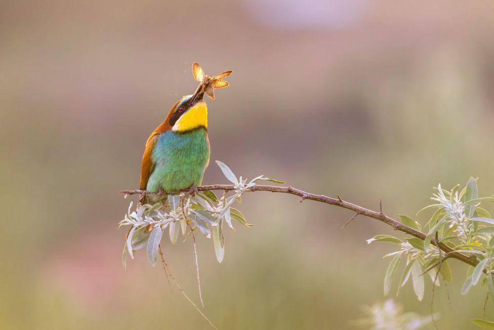 ilustrasi burung kirik-kirik memakan serangga lainnya (unsplash.com/pcbulai)