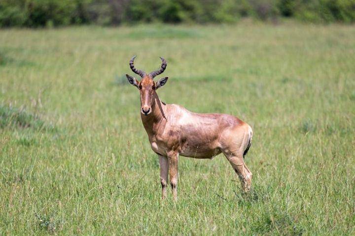 Hartebeest (freepik.com)
