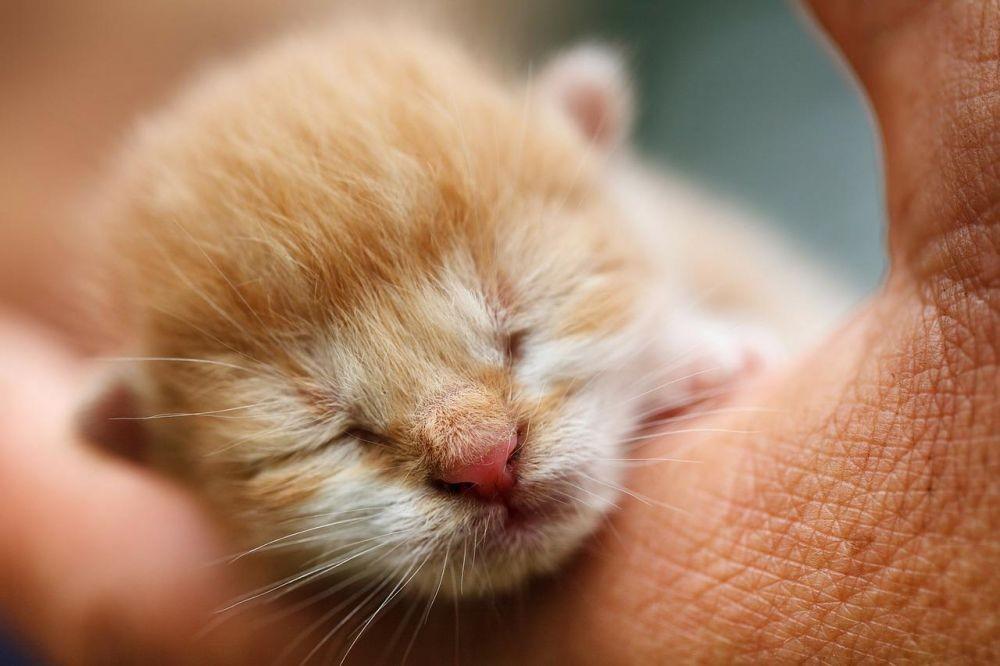 Cara Memberi Makan Anak Kucing yang Baru Lahir Tanpa Induk