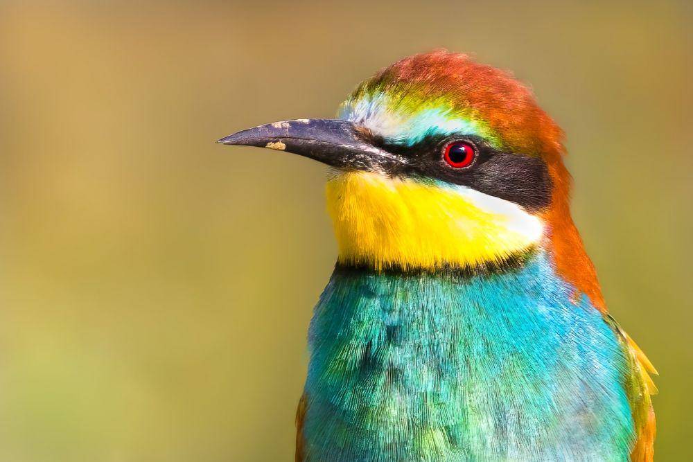 ilustrasi tanda seperti topeng hitam pada burung kirik-kirik (unsplash.com/pcbulai)