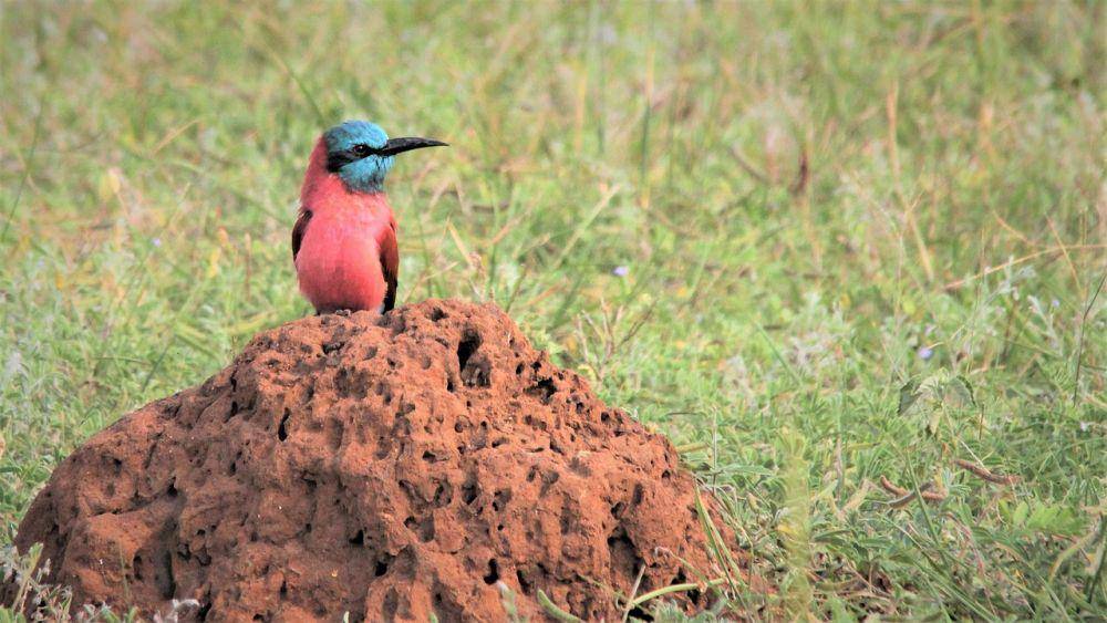 ilustrasi burung kirik-kirik betina di atas pasir (pixabay.com/Nel_Botha-NZ)