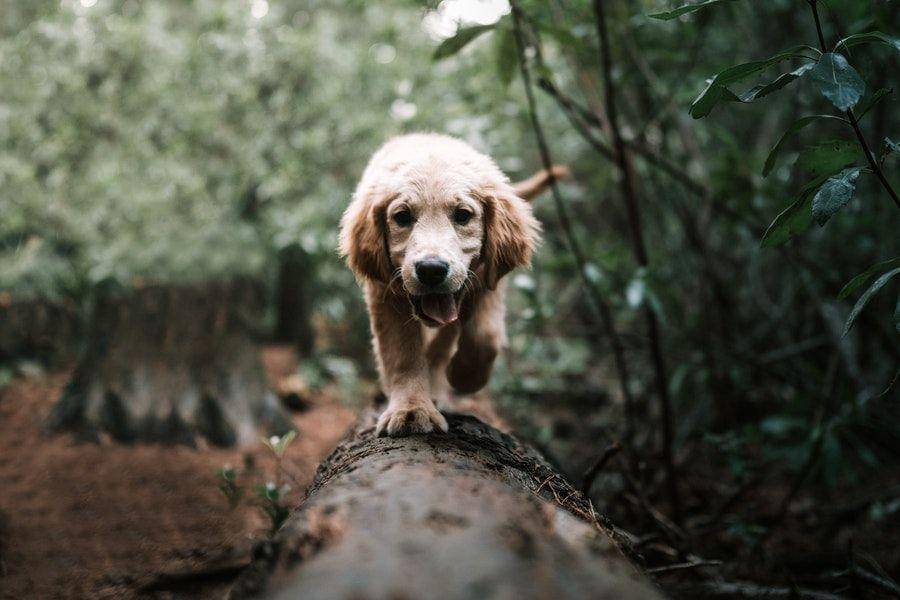 ilustrasi seekor anjing berlari (pexels.com/Taryn Elliott)