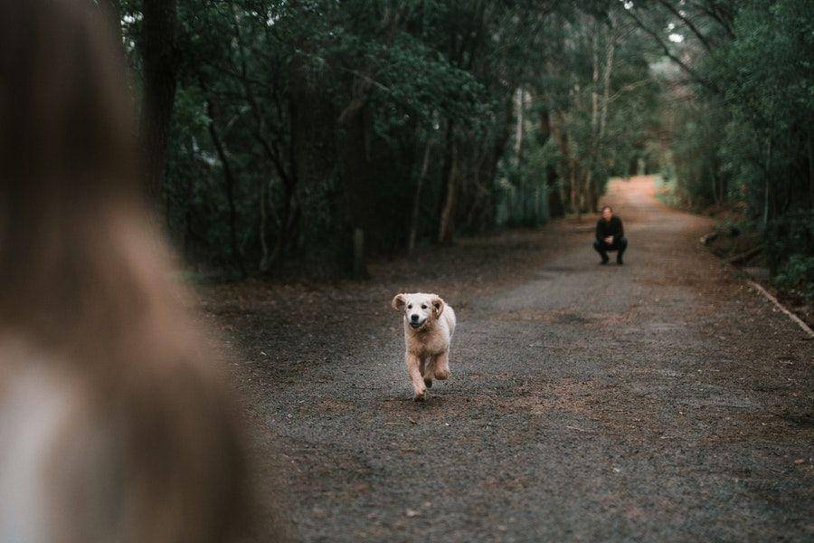 ilustrasi seekor anjing berlari (pexels.com/Taryn Elliott)
