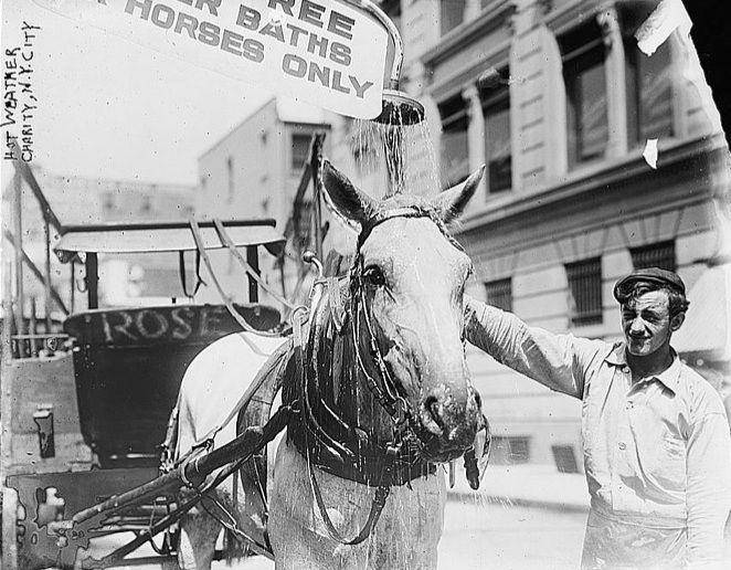 Seekor kuda disiram air ketika terjadi gelombang panas di New York City. (commons.wikimedia.org/The Library of Congress)