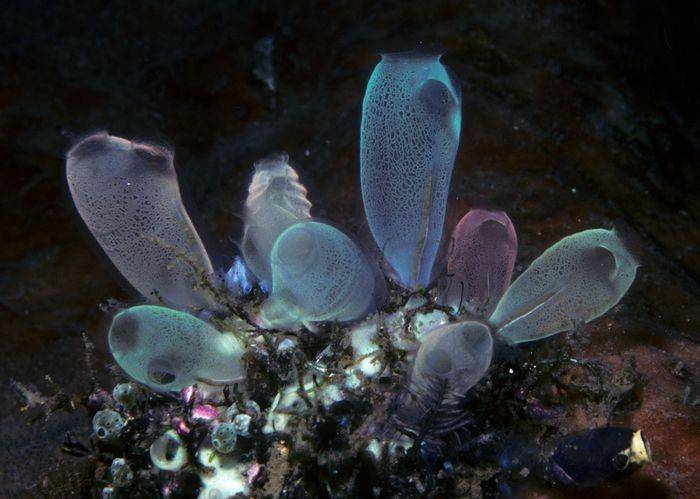 ilustrasi sea squirt (marinespecies.org)
