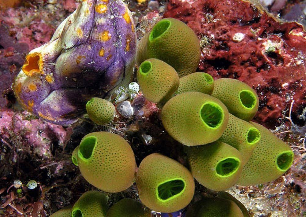 ilustrasi sea squirt (ocean.si.edu)