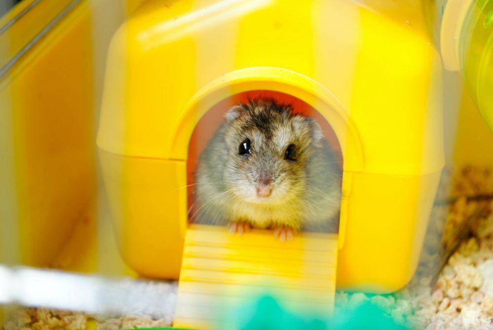 ilustrasi kandang hamster (unsplash.com/Alex Konokh)