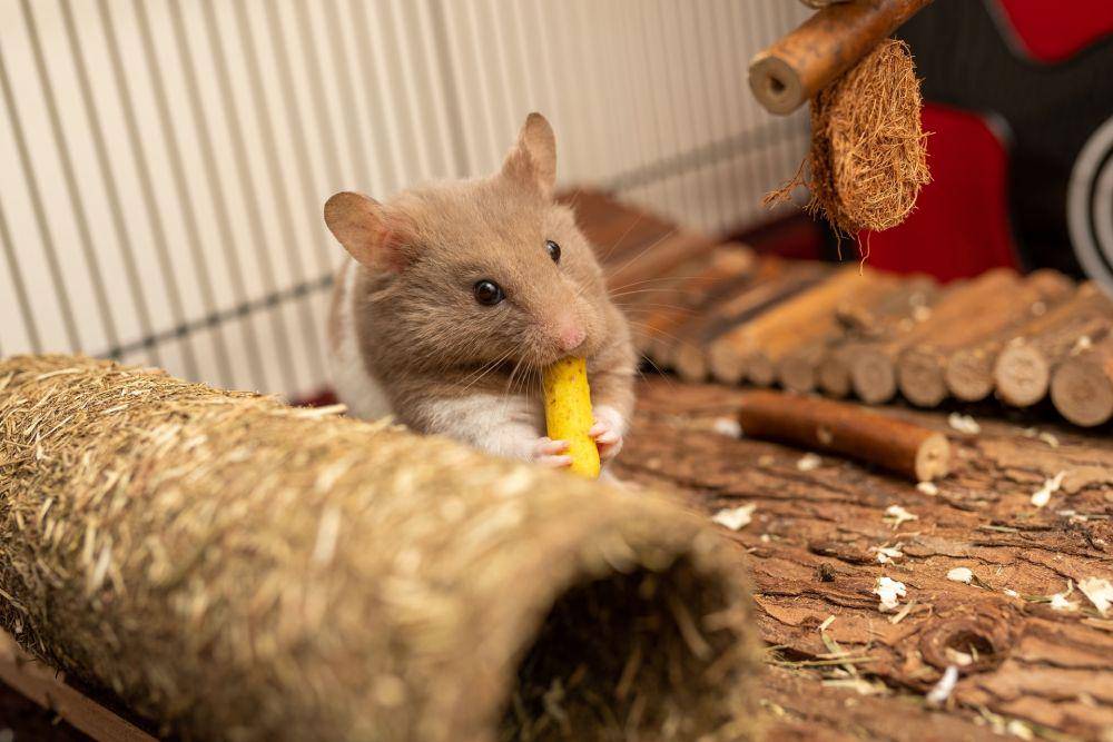 ilustrasi hamster (unsplash.com/Andy Holmes)