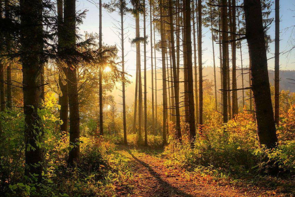 ilustrasi hutan (pixabay.com/fietzfotos)