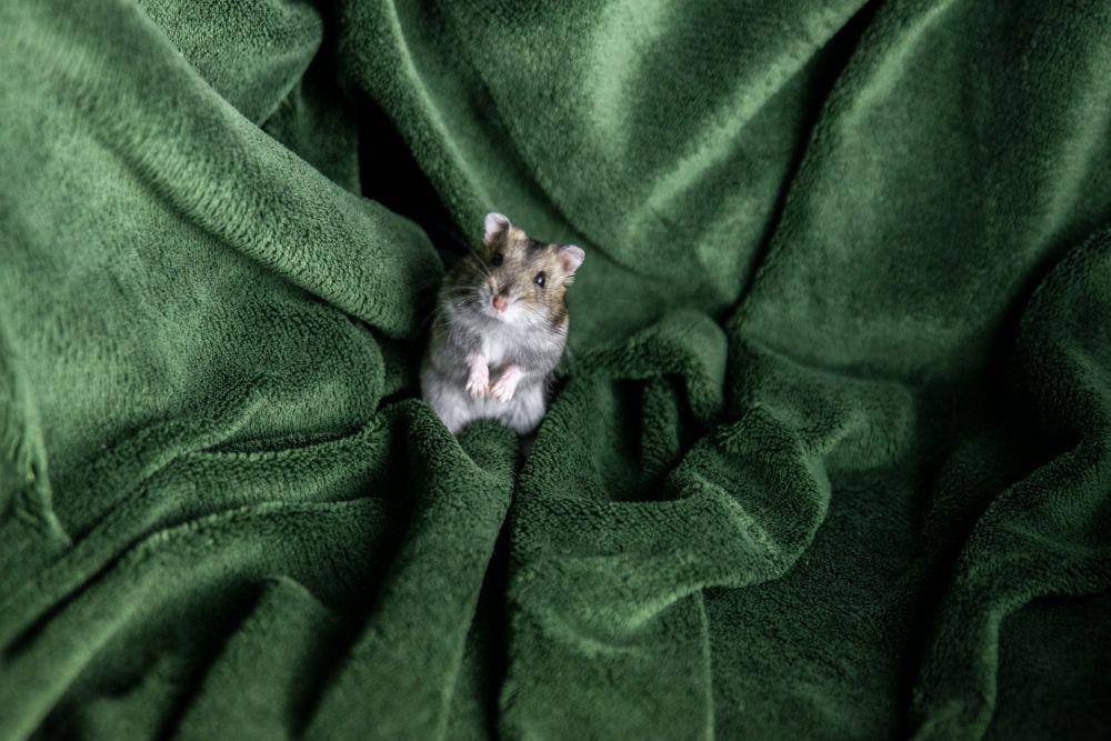ilustrasi hamster (unsplash.com/Frenjamin Benklin)