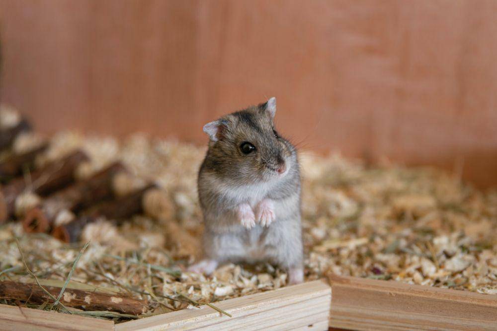 ilustrasi hamster (unsplash.com/Frenjamin Benklin)
