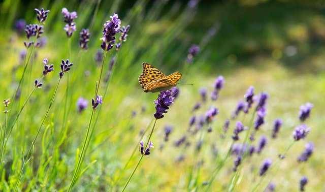ilustrasi tanaman bunga lavender (unsplash.com/@annoand)
