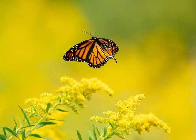 ilustrasi tanaman goldenrod (pexels.com/Tina Nord)