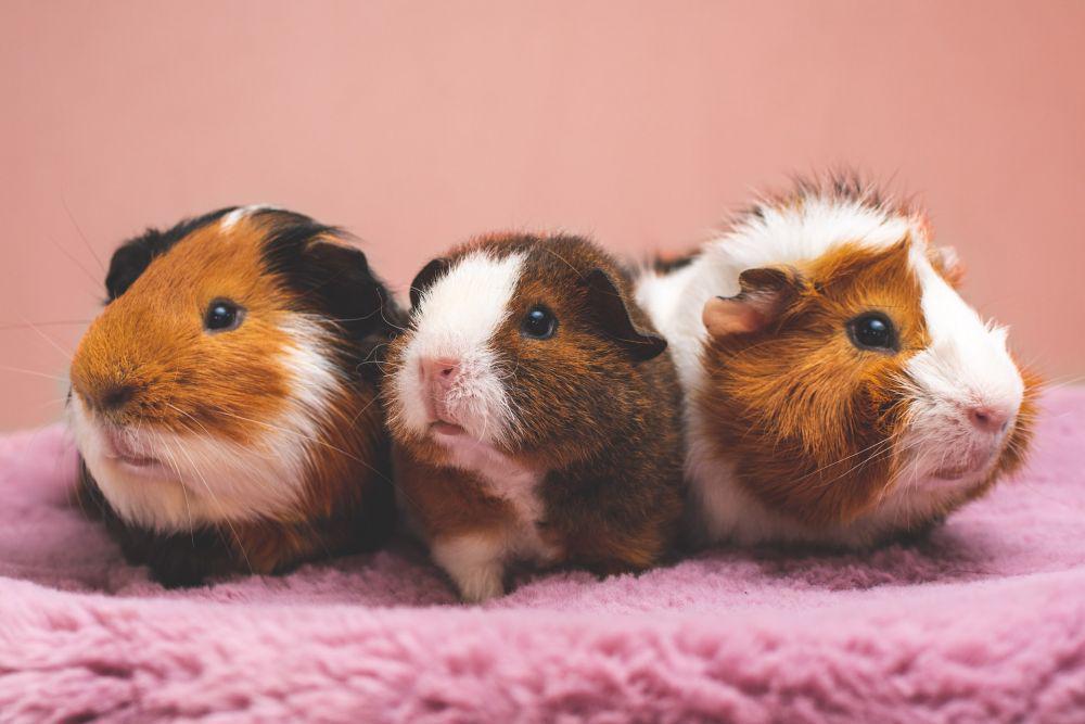5 Cara Merawat Hamster yang Baik dan Benar, Biar Gak Mudah Stres!