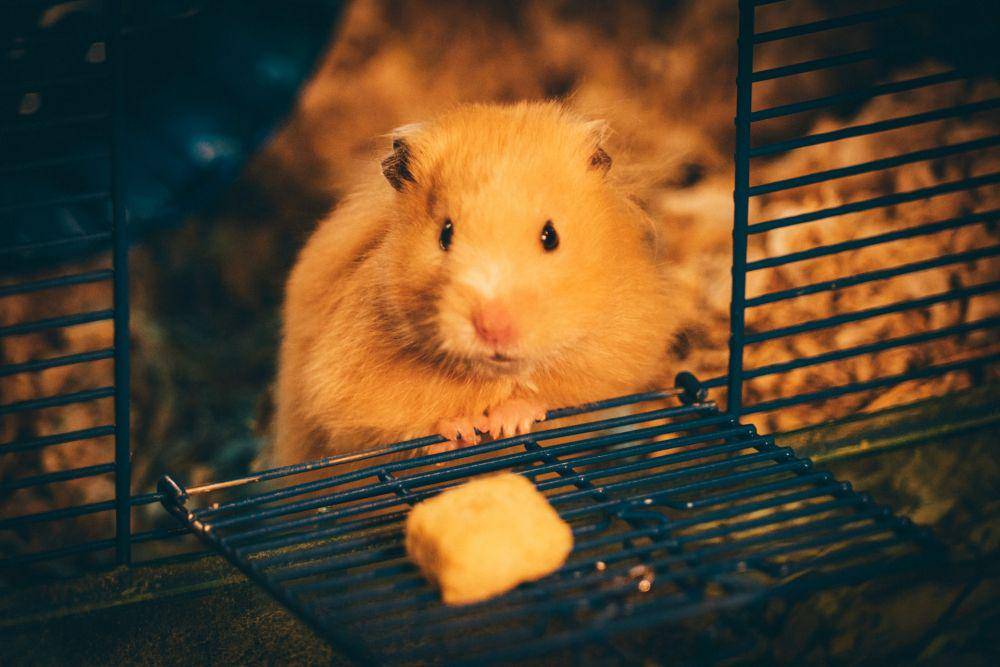 ilustrasi kandang hamster (unsplash.com/Jie Wang)