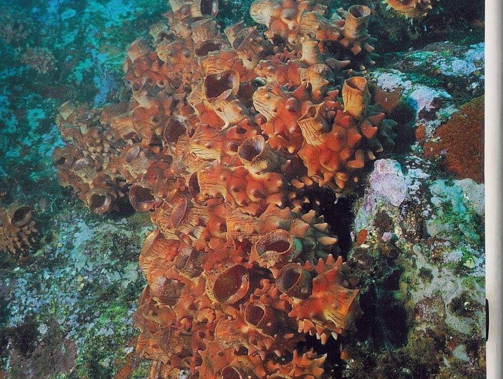 ilustrasi sea squirt (maritimeprofessional.com)