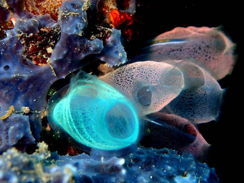 ilustrasi sea squirt (pixabay.com/kevskoot)
