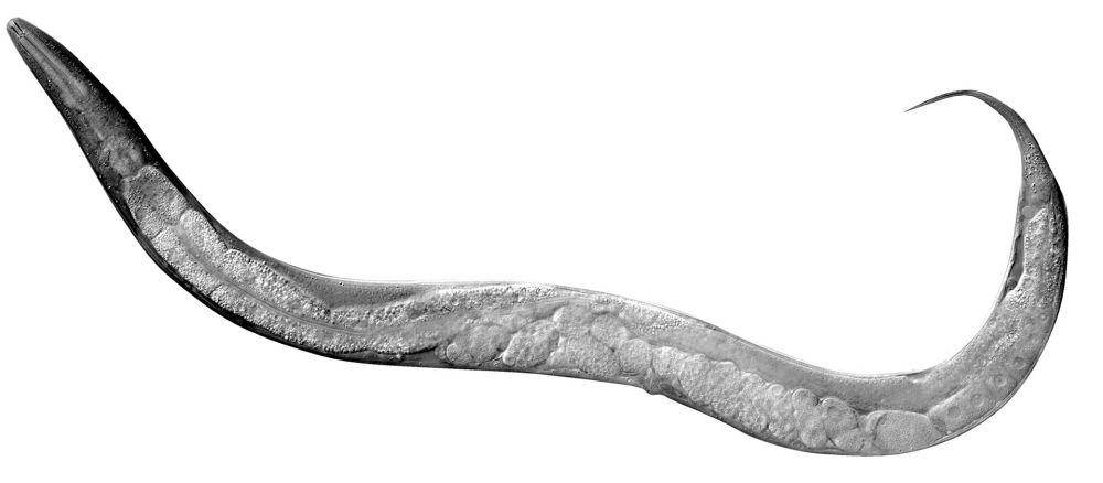 tampilan tubuh dari Caenorhabditis elegans (commonsciencespace.com/Sander van den Heuvel)