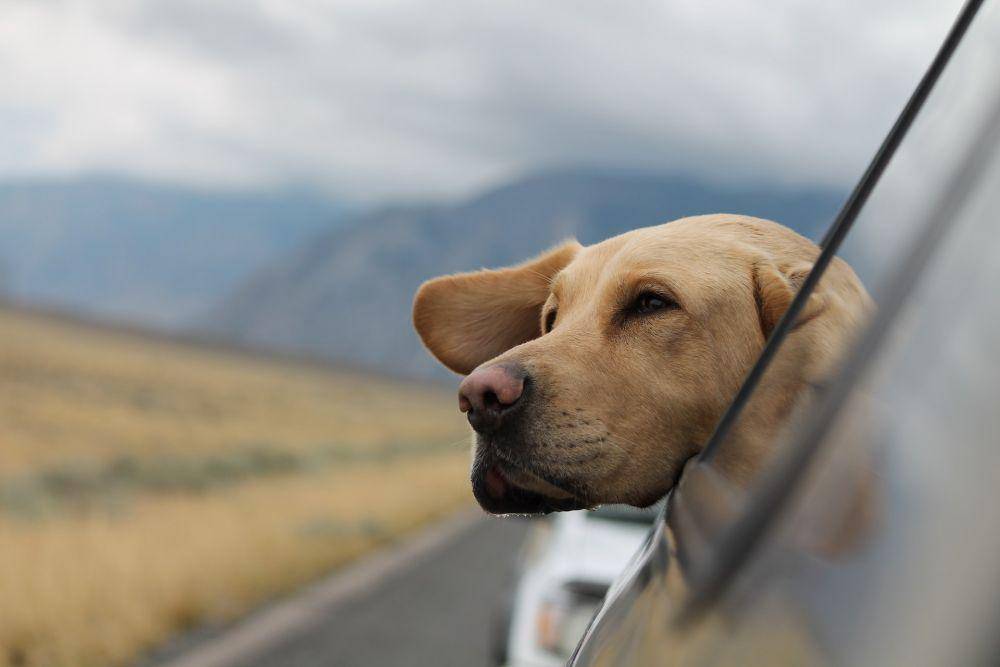 anjing sedang mencium bau udara di sekitar (unsplash.com/Emerson Peters)