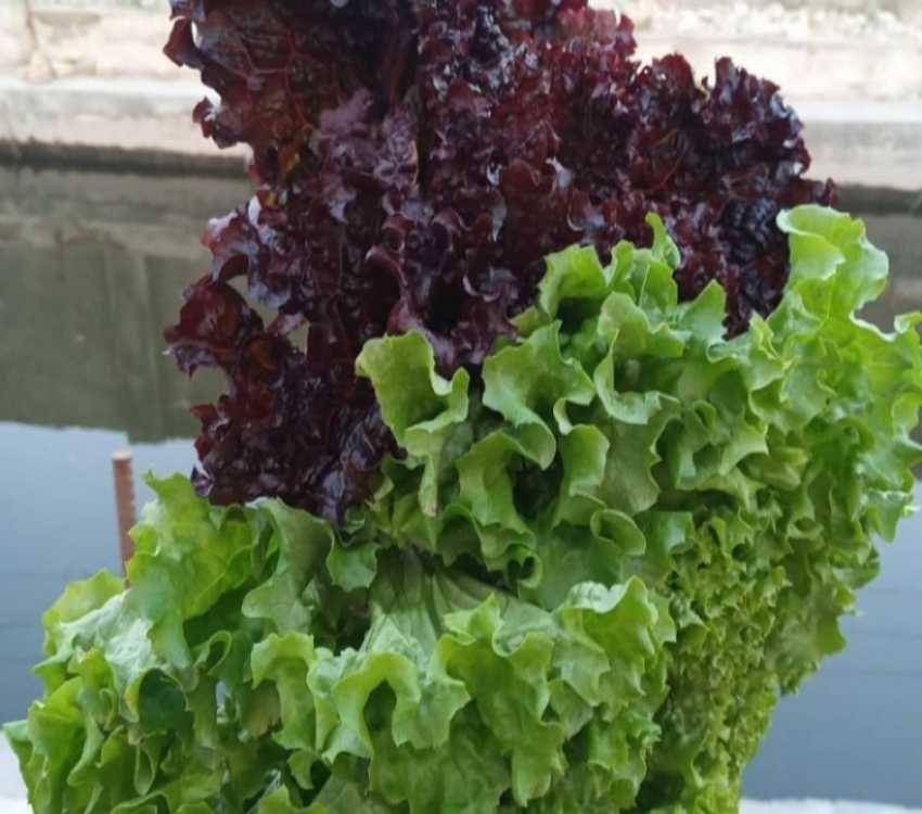 French Lettuce(instagram.com/akbarnofallah)