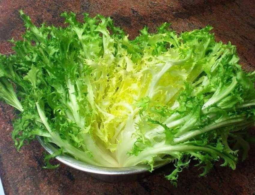 Frisee Lettuce(instagram.com/spatula_and_chopsticks)