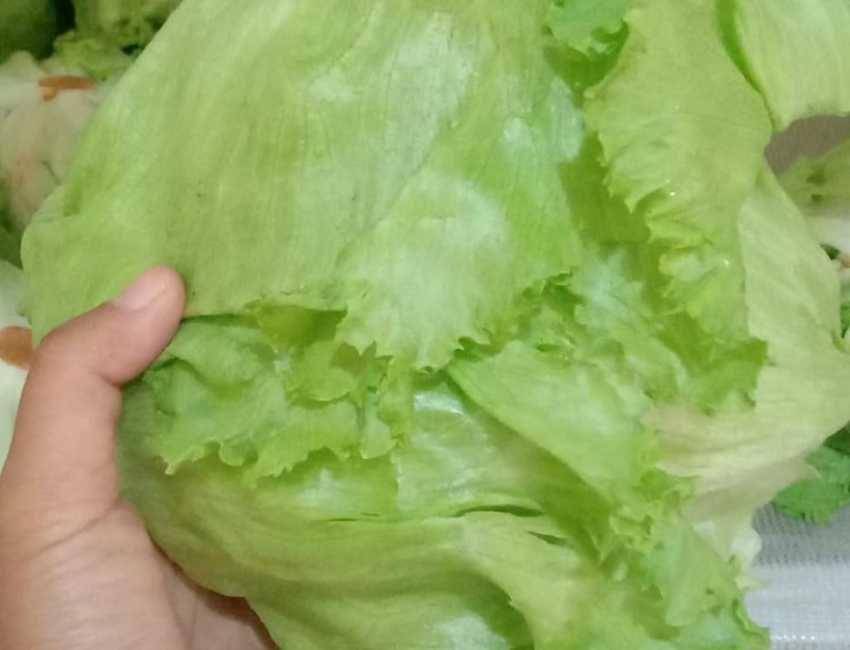 Head Lettuce(instagram.com/rasakihydrofarm)