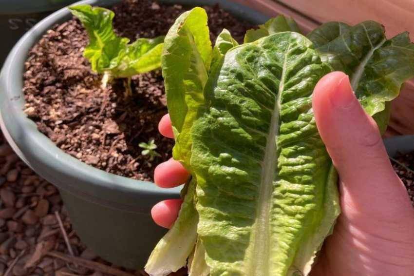 Romaine Lettuce(instagram.com/minimal_saien)
