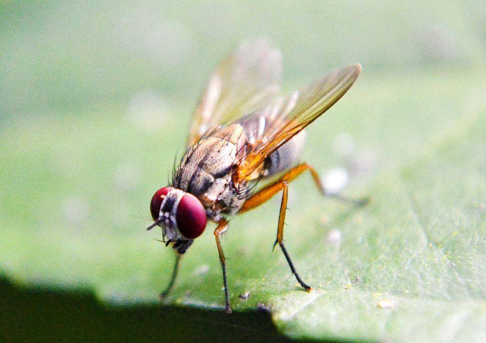 antena pada lalat buah dapat mendeteksi bau (pixabay.com/nuzree)