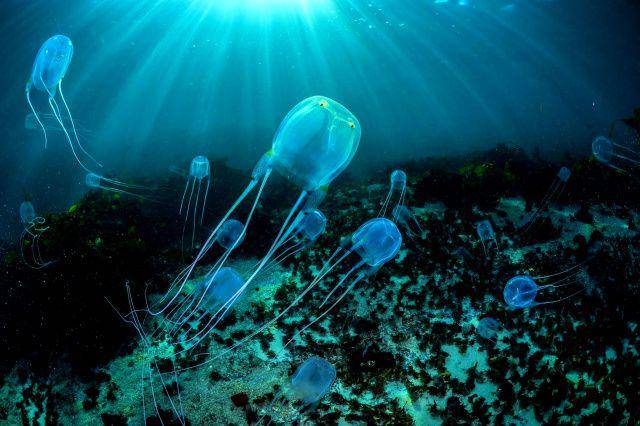 sea wasp box jellyfish  (nationalgeographic.com/THOMAS P. PESCHAK)