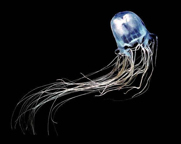 Irukandji jellyfish (switzer.com.au)