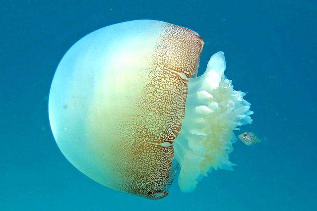 canonball jellyfish (exoticaquaculture.com)