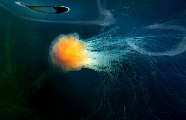 lion's mane jellyfish (commons.wikimedia.org/W.carter)