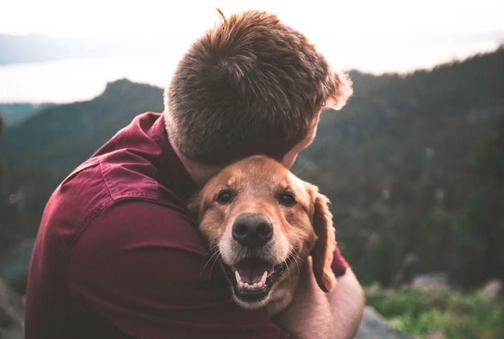 10 Jenis Anjing Paling Loyal, Bisa Jadi Teman Hidup