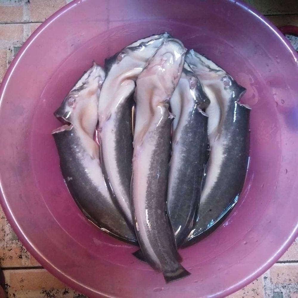 ikan lele (instagram.com/sanny_upi)