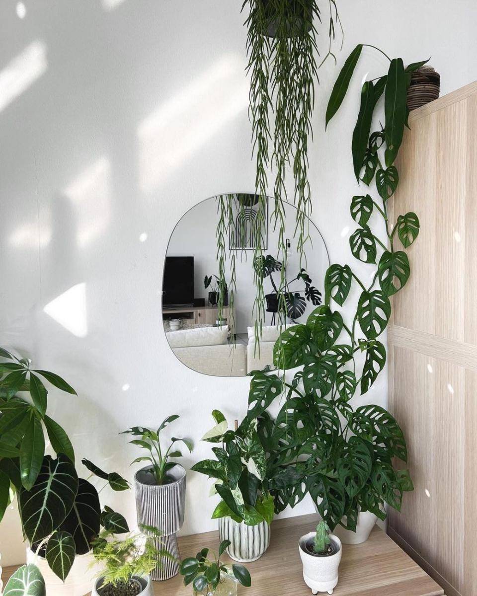 Dekor Rumah dengan Tanaman Janda Bolong (instagram.com/a.millennials.plant)